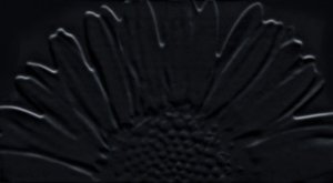 Sunflower Black - obkládačka inzerto 32,7x59,3