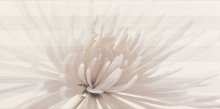 Avangarde white inserto flower - obkládačka inzerto 29,7x60